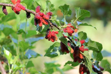 organik çiftlikteki ağaçta dut meyvesi yığını