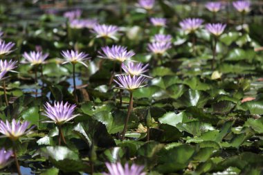 Nilüfer çiçek havuzda yığını
