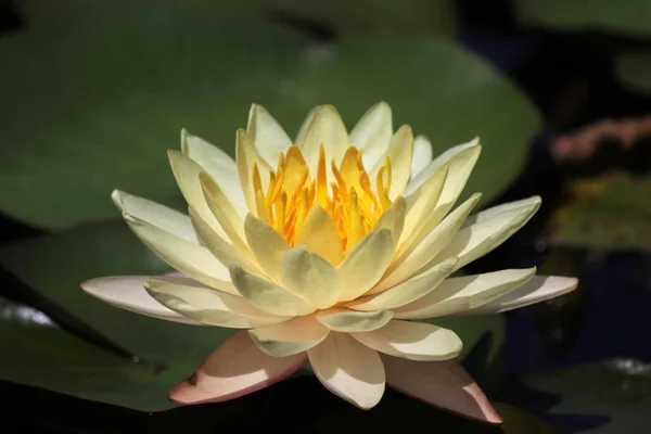 Närbild Blommande Lotusblomma Damm — Stockfoto