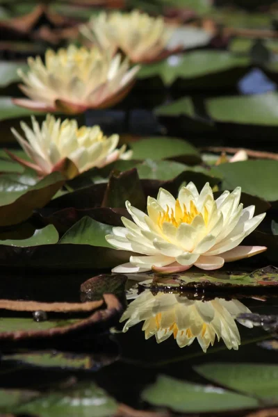 Detailní Záběr Kvetoucí Lotus Flower Rybníku — Stock fotografie