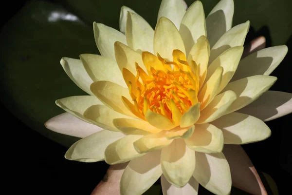 Çiçek Açan Lotus Çiçeği Gölet Closeup — Stok fotoğraf