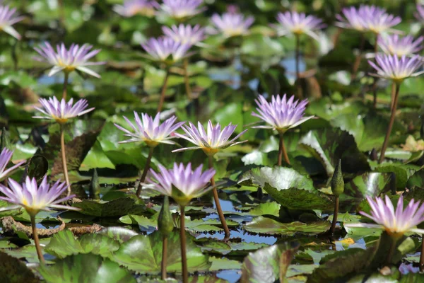 Pila Flores Lirio Agua Estanque — Foto de Stock