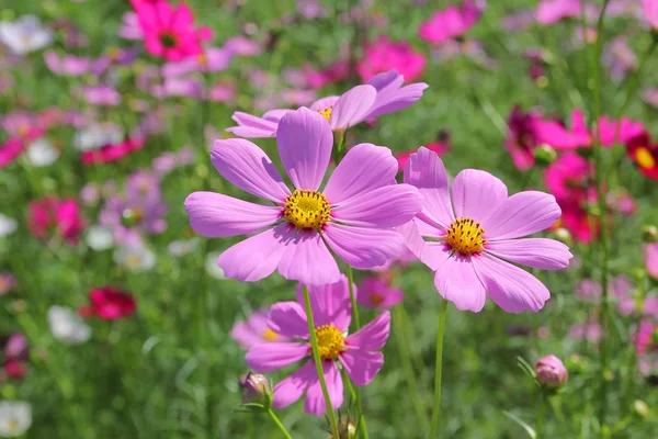 Zdjęcie Kolorowe Rodzaj Cynia Albo Kosmos Kwiat Ogrodzie — Zdjęcie stockowe