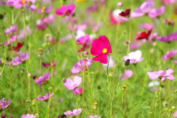 Zdjęcie Kolorowe Rodzaj Cynia Albo Kosmos Kwiat Ogrodzie — Zdjęcie stockowe