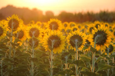 sabah güneş ışığı arka plan ile güzel ayçiçeği alan