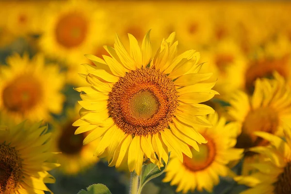 Primer Plano Hermoso Girasol Campo — Foto de Stock