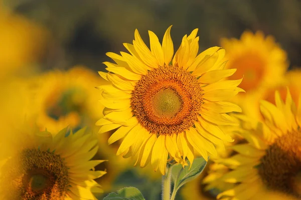 Primer Plano Hermoso Girasol Campo — Foto de Stock