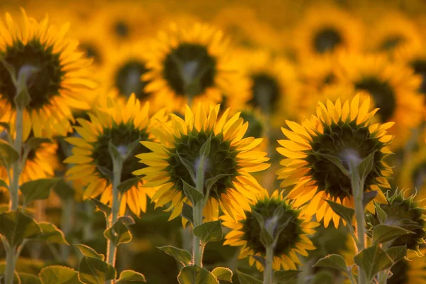 Hermoso Campo Girasol Mañana Con Fondo Luz Del Sol — Foto de Stock