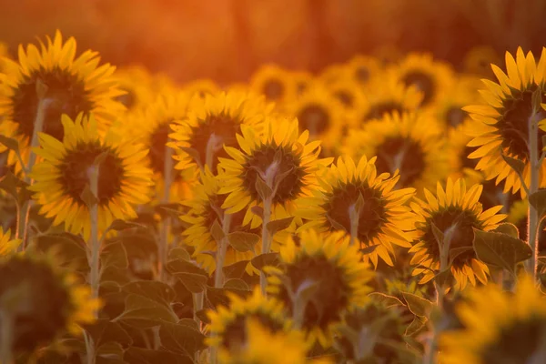 Hermoso Campo Girasol Mañana Con Fondo Luz Del Sol — Foto de Stock