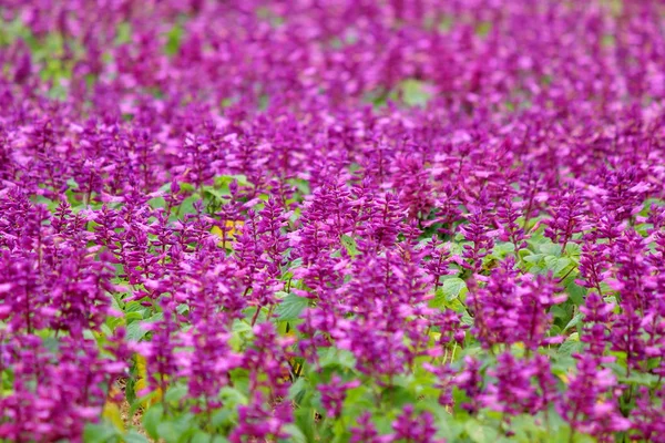 Flor Flor Salvia Jardín Como Fondo Naturaleza — Foto de Stock