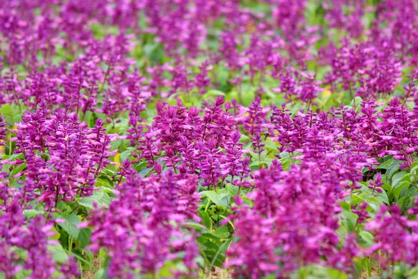 Flor Flor Salvia Jardín Como Fondo Naturaleza — Foto de Stock