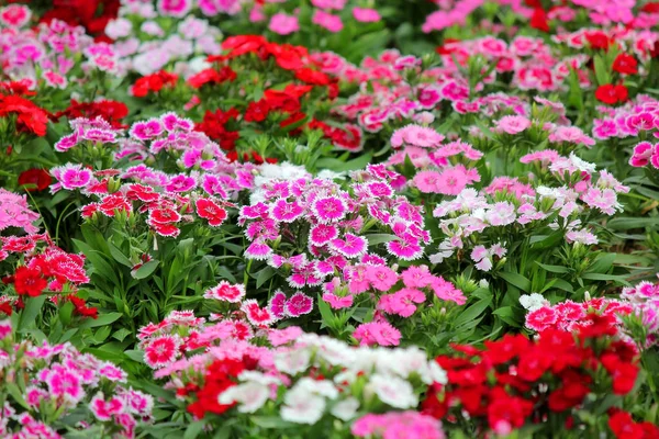 Fiori Dianthus Colorati Giardino — Foto Stock