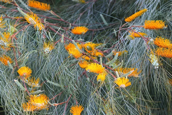 Hermosa Australia Grevillea Miel Gema Amarillo Albaricoque Flor —  Fotos de Stock