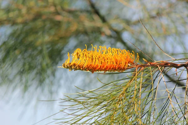 Bela Austrália Grevillea Mel Gema Amarelo Damasco Flor — Fotografia de Stock