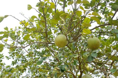 Organik tarım ağacında üzerinde genç pomelo