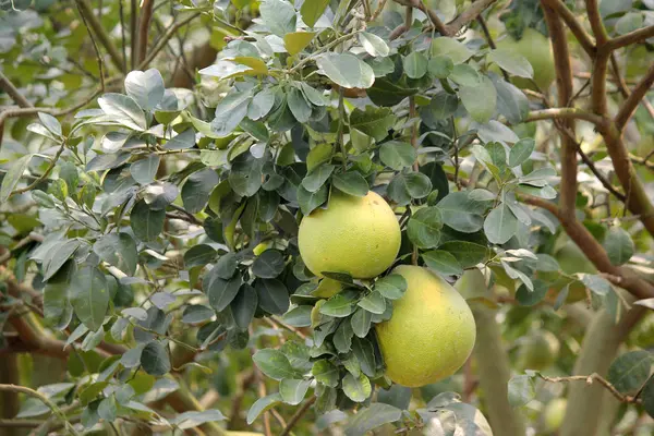 Νέοι Pomelo Στο Δέντρο Στο Βιολογικό Αγρόκτημα — Φωτογραφία Αρχείου