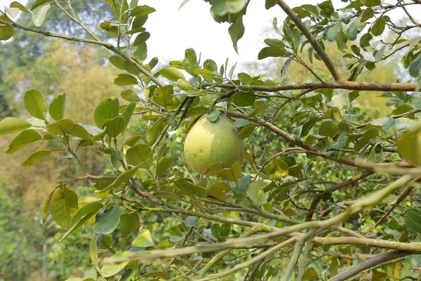 Νέοι Pomelo Στο Δέντρο Στο Βιολογικό Αγρόκτημα — Φωτογραφία Αρχείου