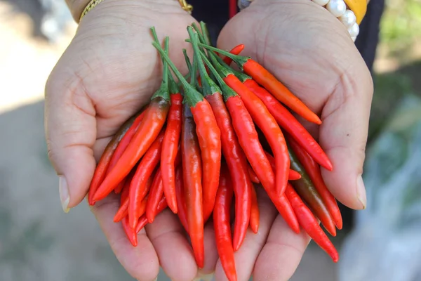 Photo Red Hot Chili Woman Hand — Stock Photo, Image