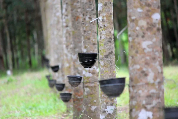 Kauçuk Ağacı Veya Lateks Dokunarak Ile Hevea Brasiliensis Satır — Stok fotoğraf