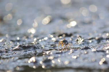 Küçük Hayalet Yengeç plaj kum üzerinde