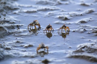 Küçük Hayalet Yengeç plaj kum üzerinde