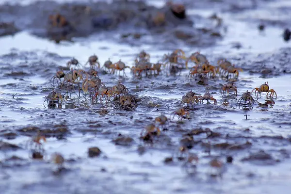 Kleine Geisterkrabbe am Strand Sand — Stockfoto