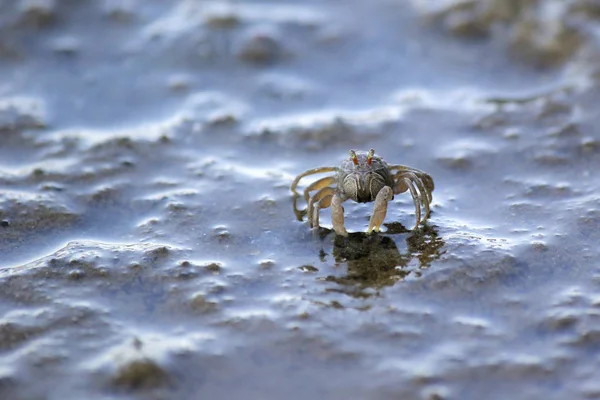 Pequeño cangrejo fantasma en la playa arena — Foto de Stock