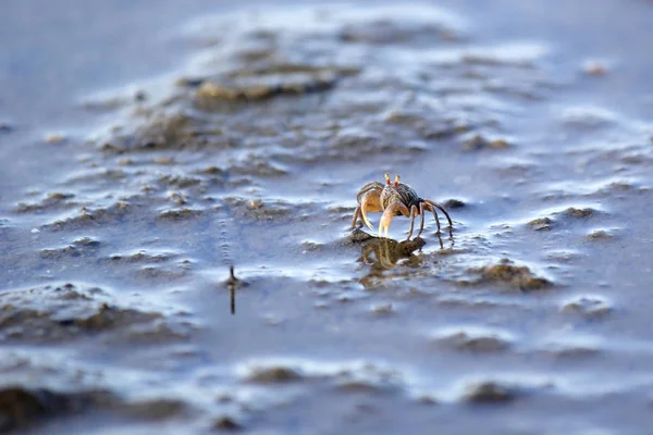 Kleine Geisterkrabbe am Strand Sand — Stockfoto