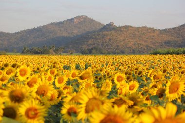 Güzel ayçiçeği tarlası sabah