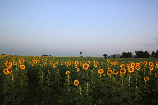 Schönes Sonnenblumenfeld am Morgen — Stockfoto