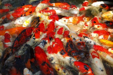 süslü sazan ya da koi balık