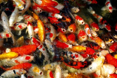 süslü sazan ya da koi balık