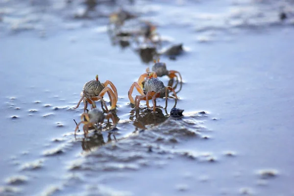 Kleine Geisterkrabbe am Strand Sand — Stockfoto