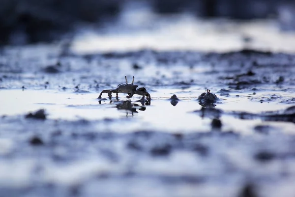 Pequeño cangrejo fantasma en la playa arena —  Fotos de Stock