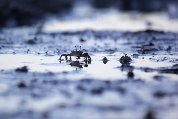 Kleine Geisterkrabbe am Strand Sand — Stockfoto