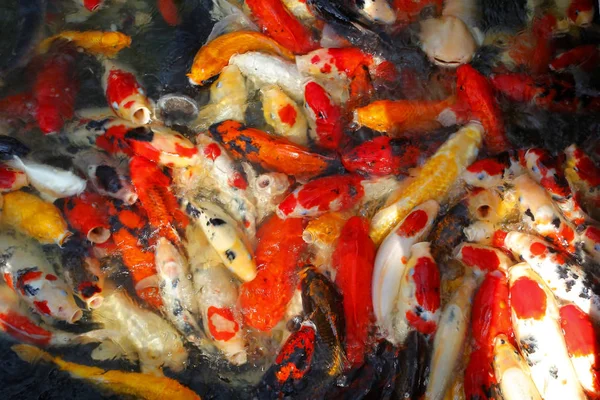 Edle Karpfen oder Koi-Fische im Teich — Stockfoto