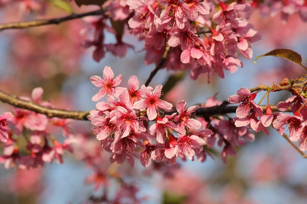 Gros plan de fleur de sakura thaïlandaise — Photo