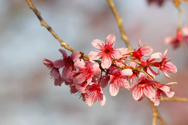 Primer plano de flor de sakura tailandesa — Foto de Stock