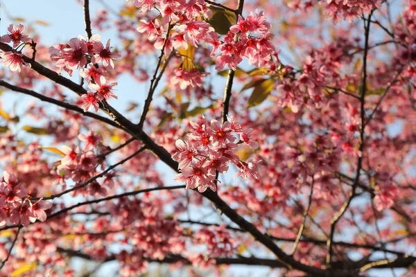 Primo piano del fiore di sakura tailandese — Foto Stock