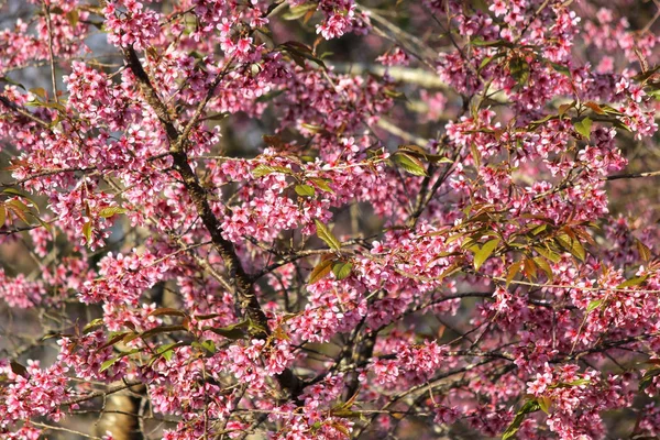 Primo piano del fiore di sakura tailandese — Foto Stock