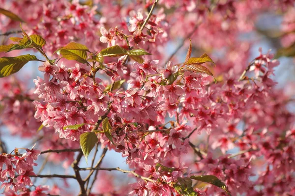 Zbliżenie tajski Sakura kwiat — Zdjęcie stockowe