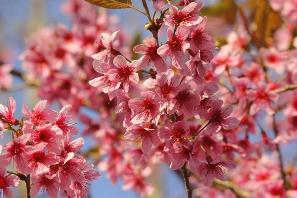 Primer plano de flor de sakura tailandesa —  Fotos de Stock