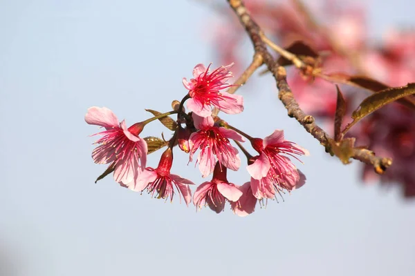 Крупный план тайского цветка сакуры — стоковое фото