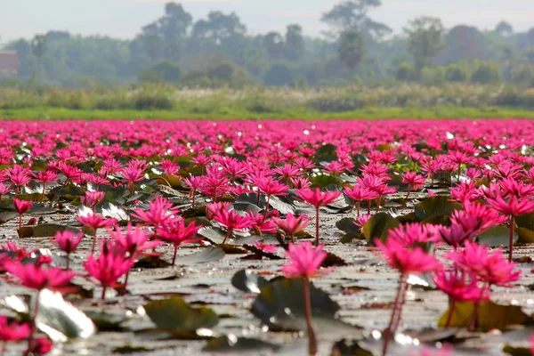 Fleur de lotus rouge dans l'étang — Photo