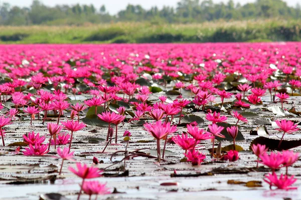 池の赤い蓮の花 — ストック写真