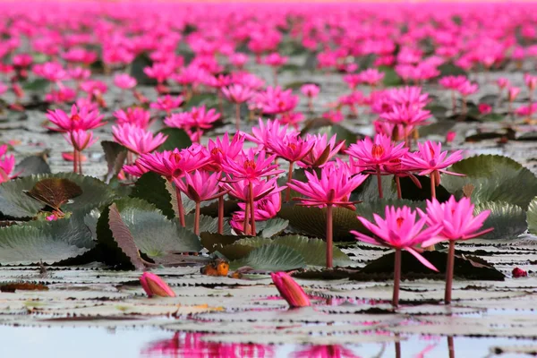 池の赤い蓮の花 — ストック写真
