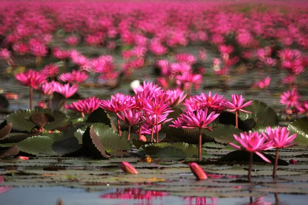 Flor de lótus vermelho na lagoa — Fotografia de Stock