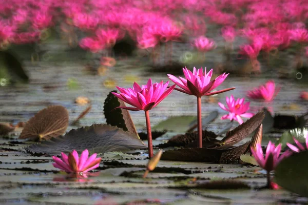 Red lotus flower in the pond — Stock Photo, Image