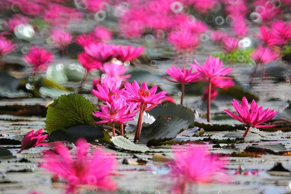 Red lotus flower in the pond — Stock Photo, Image