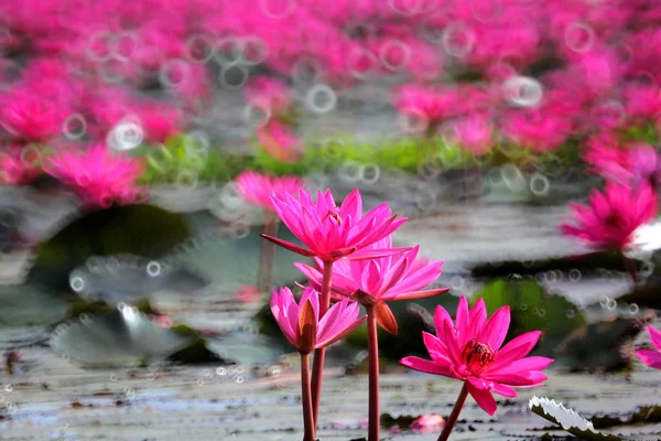 Fleur de lotus rouge dans l'étang — Photo